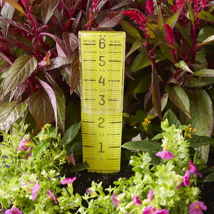 Yellow capped rain gauge standing in a garden among red and green foliage