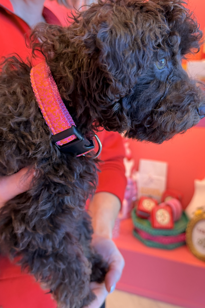 Coral Crush Dog Collar