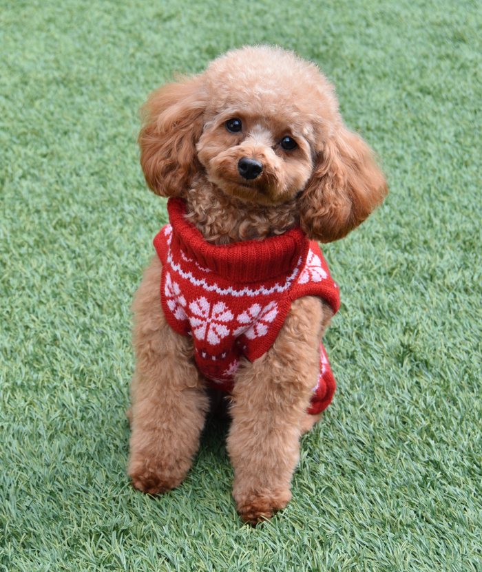 Love Shack Fancy Women Arindia Dog Sweater Red Velvet Truffle Distressed/seasonal gifts Love Shack Fancy