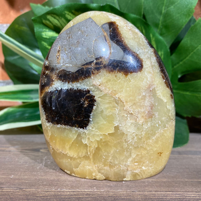 Septarian Nodule Free Form