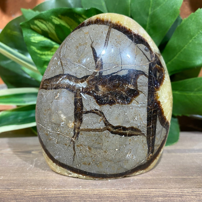 Septarian Nodule Free Form