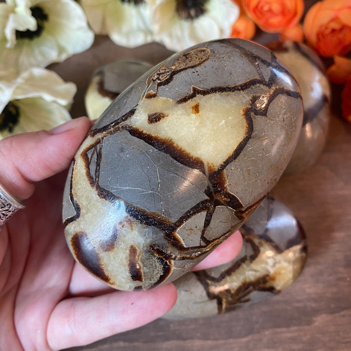 Septarian Nodule Palm Stone